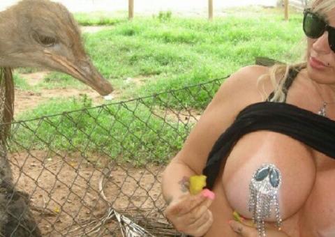  Avestruz dá 'conferida' em novos peitos de Sabrina Boing Boing